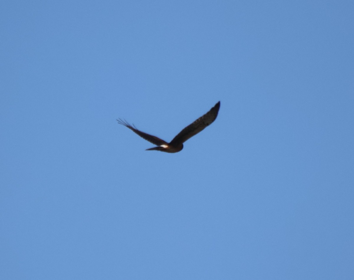 Northern Harrier - ML624117835