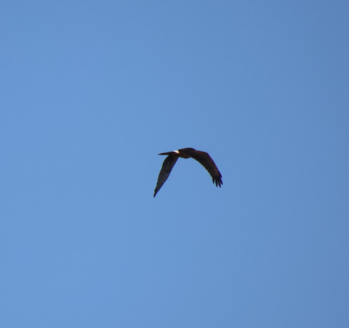 Northern Harrier - ML624117836