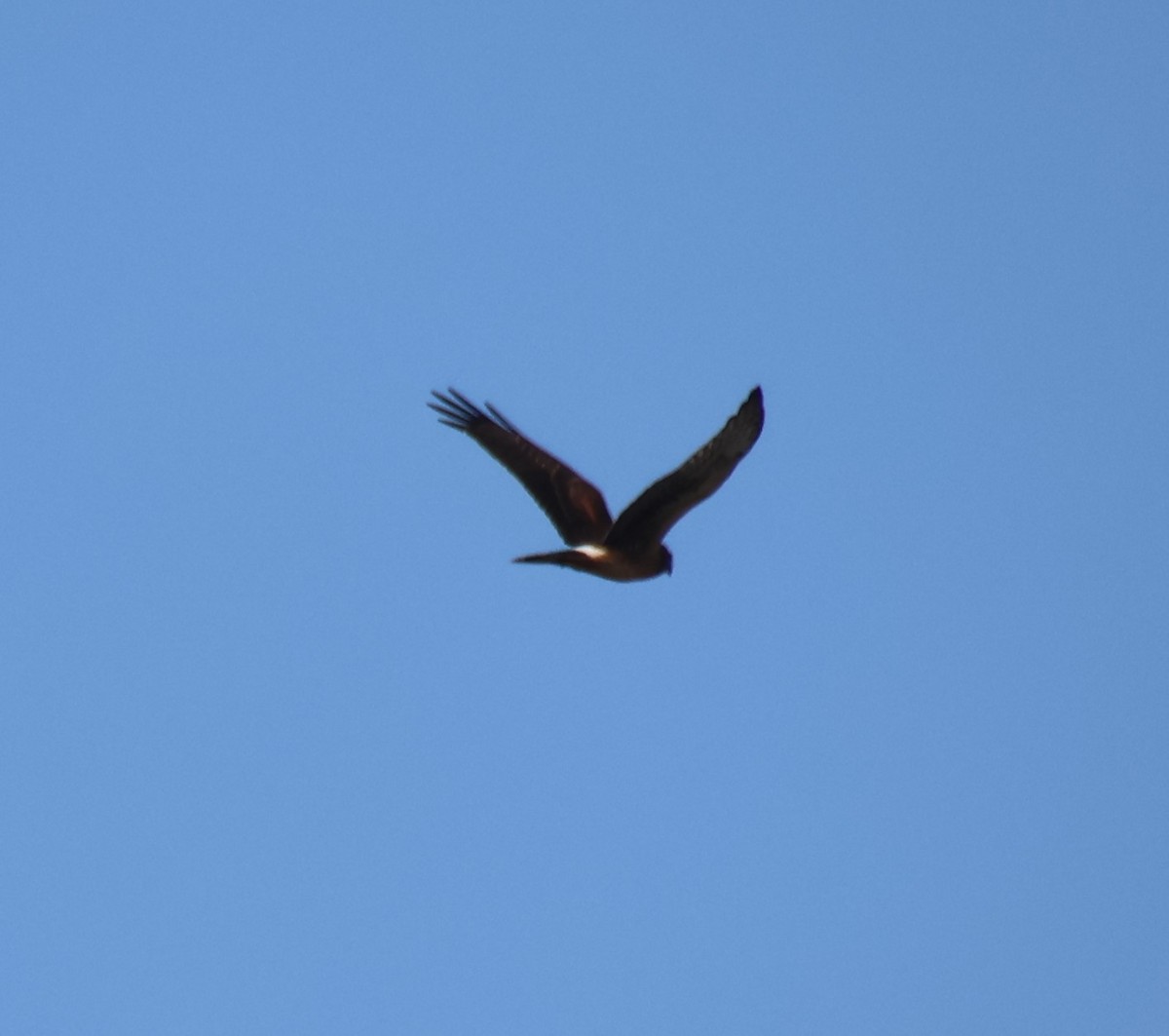 Northern Harrier - ML624117837