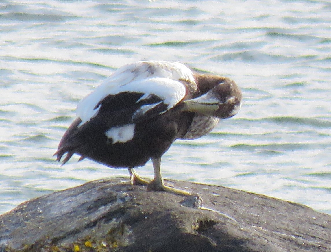 Common Eider - ML624117844