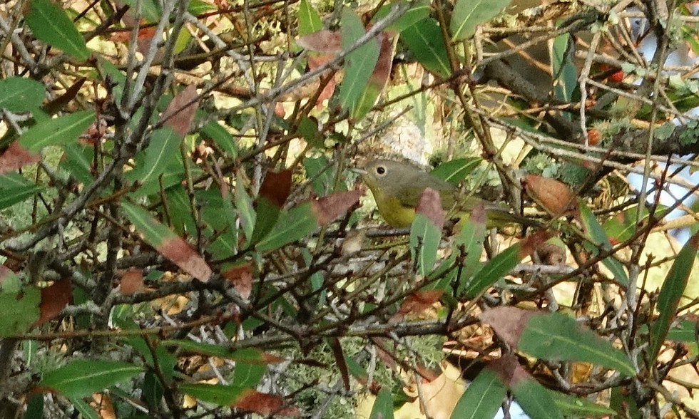 Nashville Warbler - ML624117845