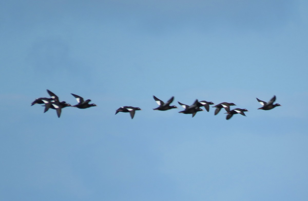 White-winged Scoter - ML624117847