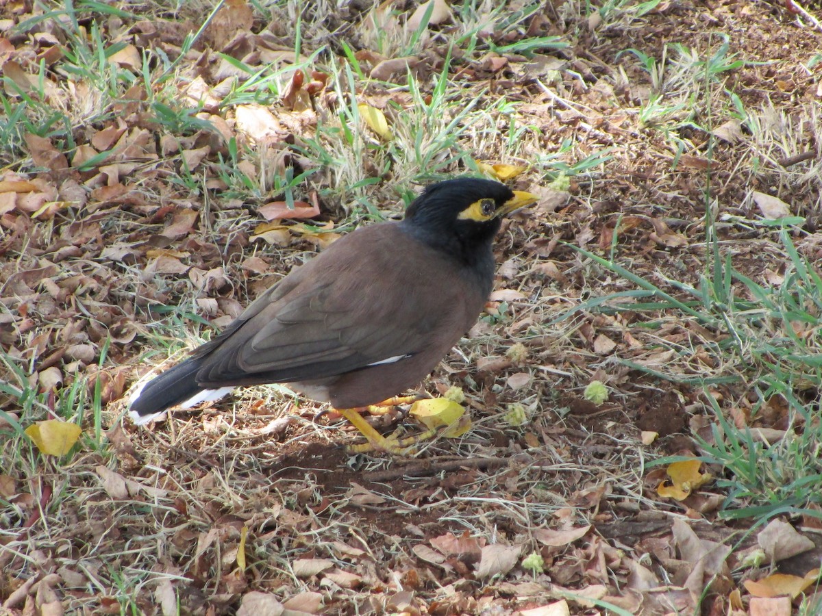 Common Myna - DM Chapin