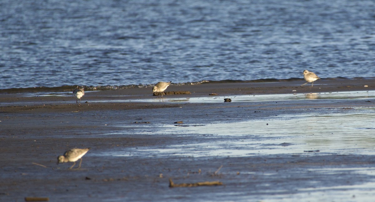 Black-bellied Plover - ML624117872