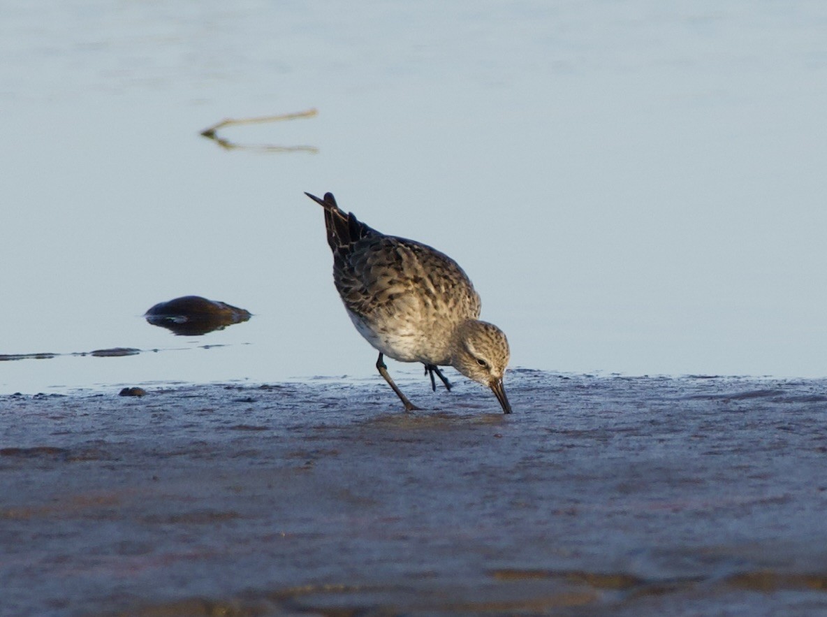 bonapartesnipe - ML624117876