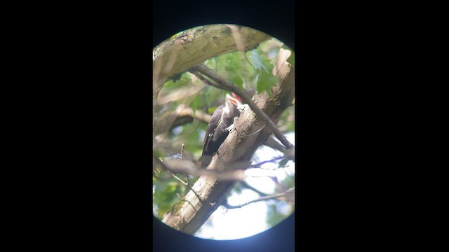 Pileated Woodpecker - ML624117900