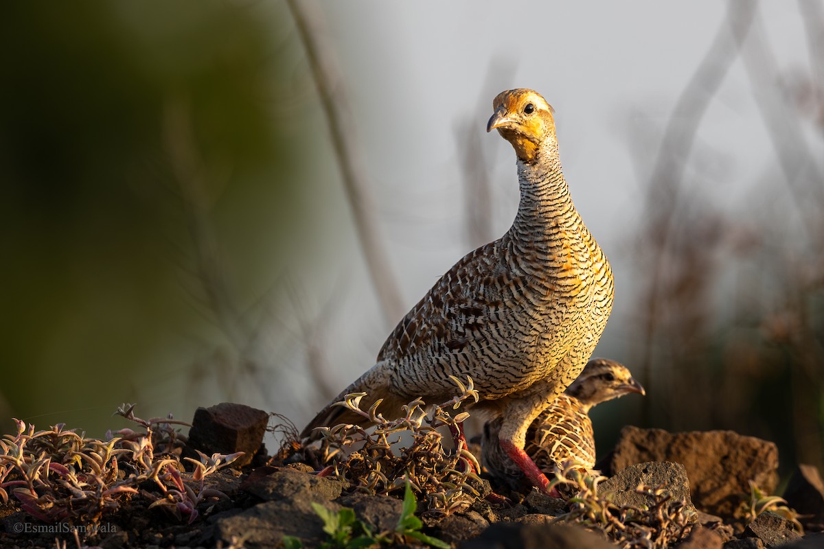 Gray Francolin - ML624117906