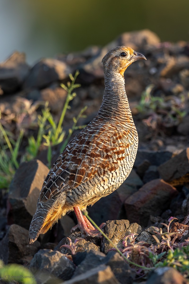 Gray Francolin - ML624117907