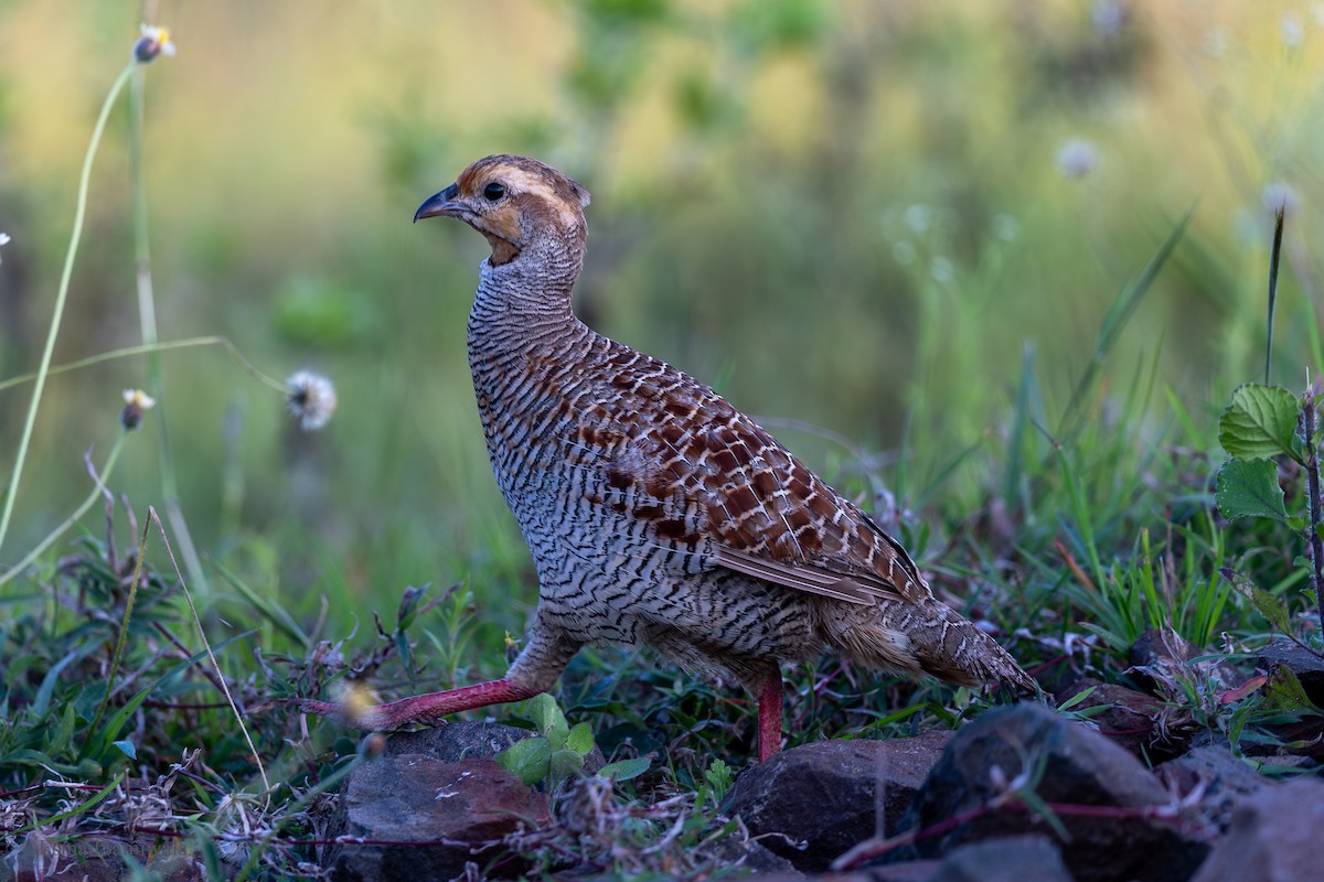 Gray Francolin - ML624117908