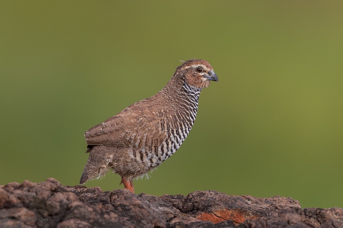 Rock Bush-Quail - ML624117922