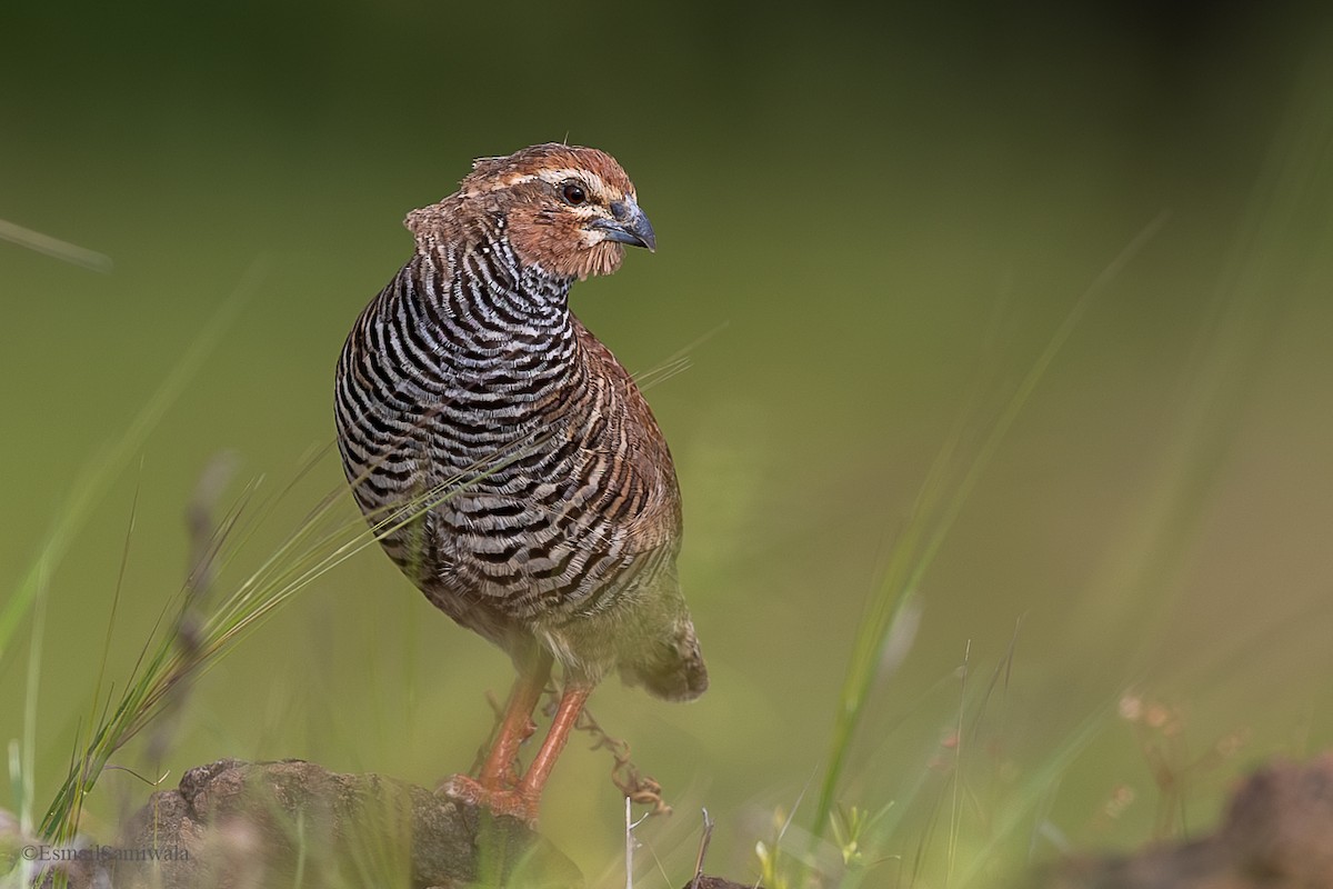 Rock Bush-Quail - ML624117923