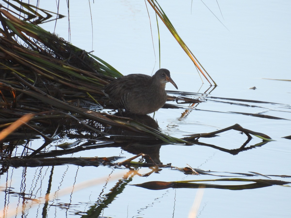 Clapper Rail - Carolyn Longworth