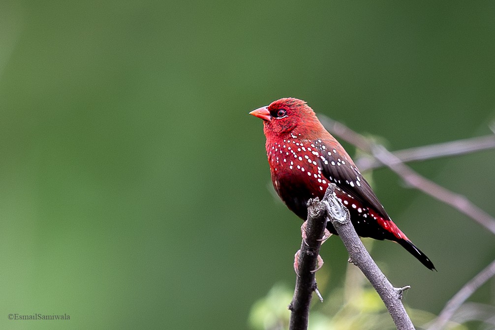 Bengali rouge - ML624118005