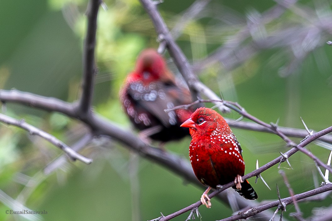 Bengali rouge - ML624118006