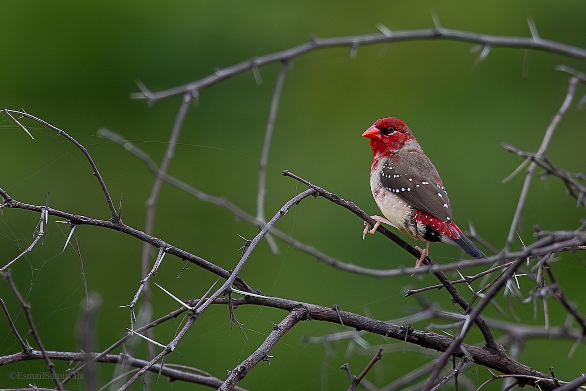 Bengali rouge - ML624118007