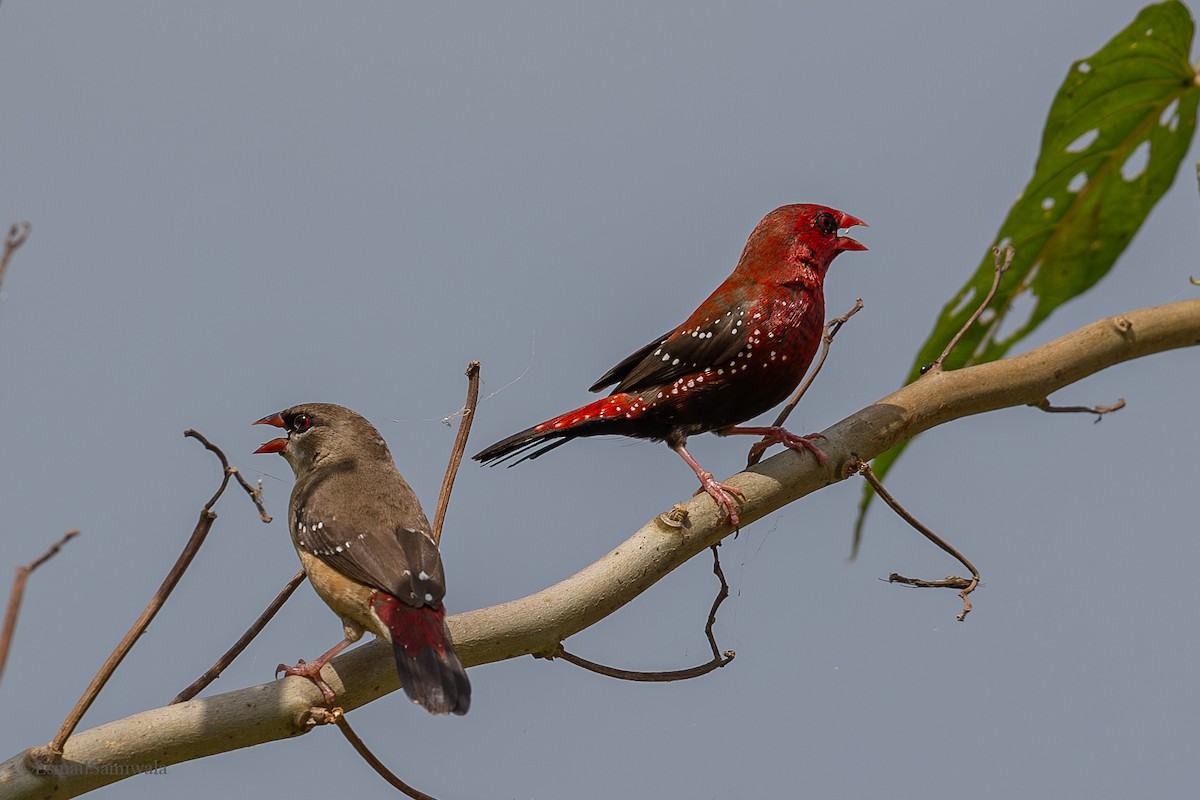 Bengali rouge - ML624118008