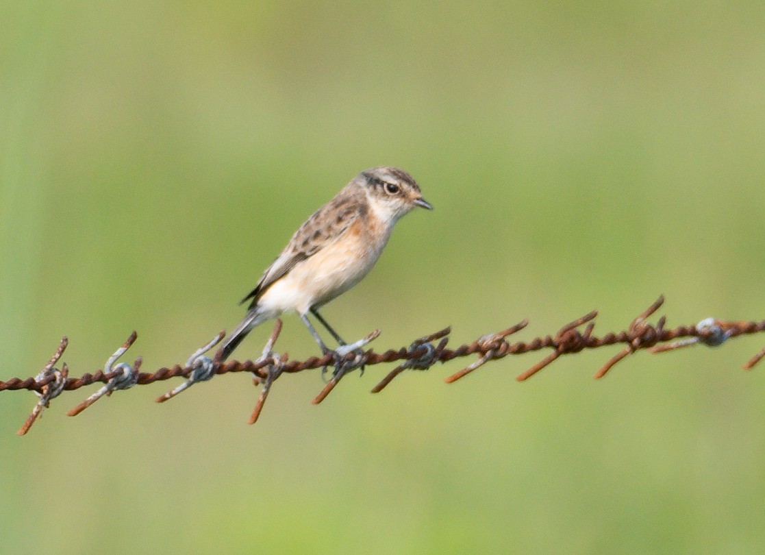 Siberian Stonechat - ML624118045