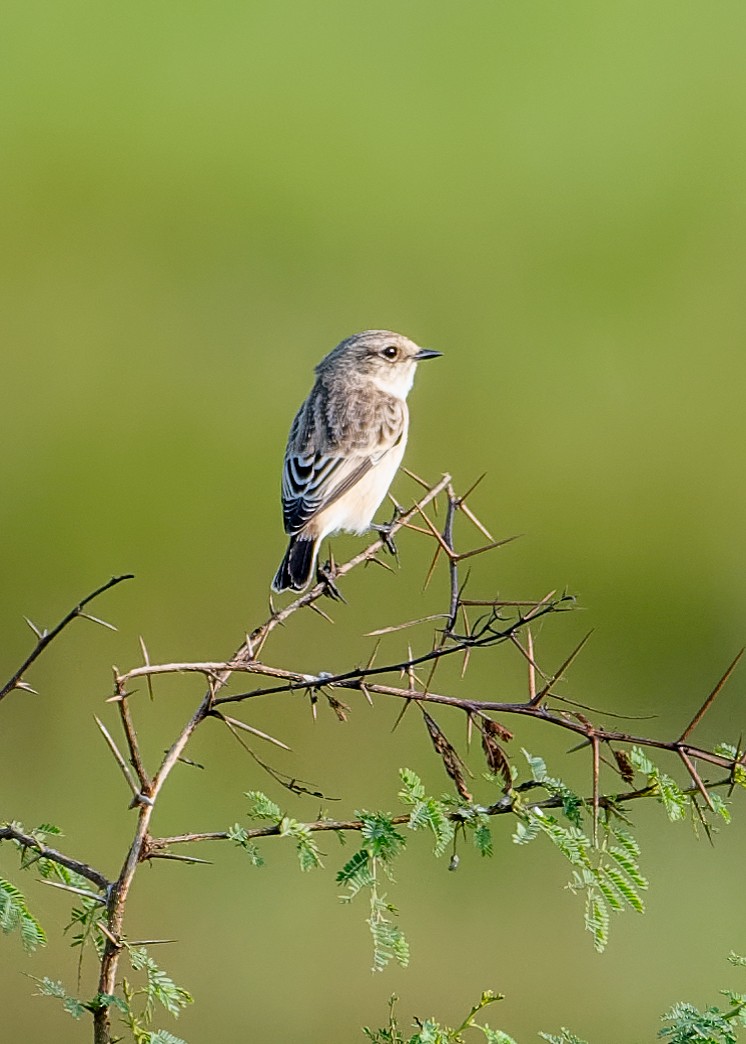 Siberian Stonechat - ML624118046