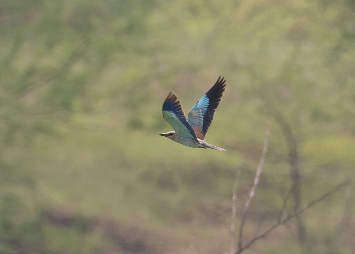 European Roller - ML624118087