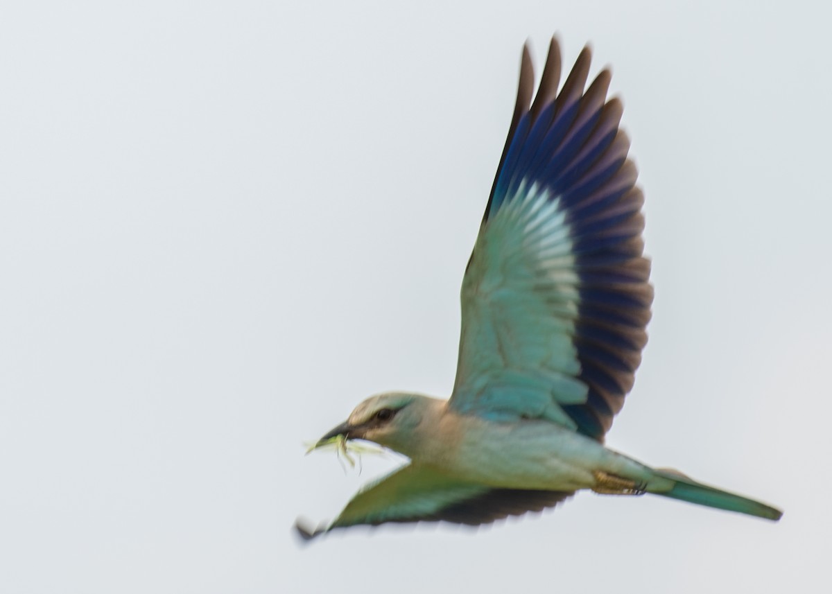 European Roller - ML624118088