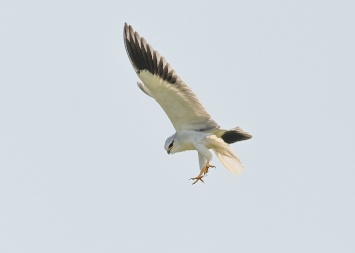 Black-winged Kite - ML624118127