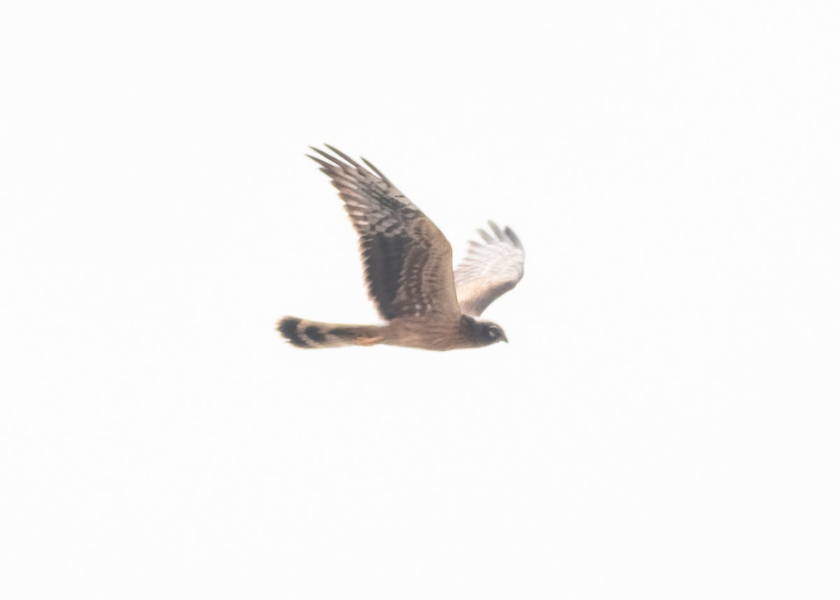 Montagu's Harrier - ML624118137