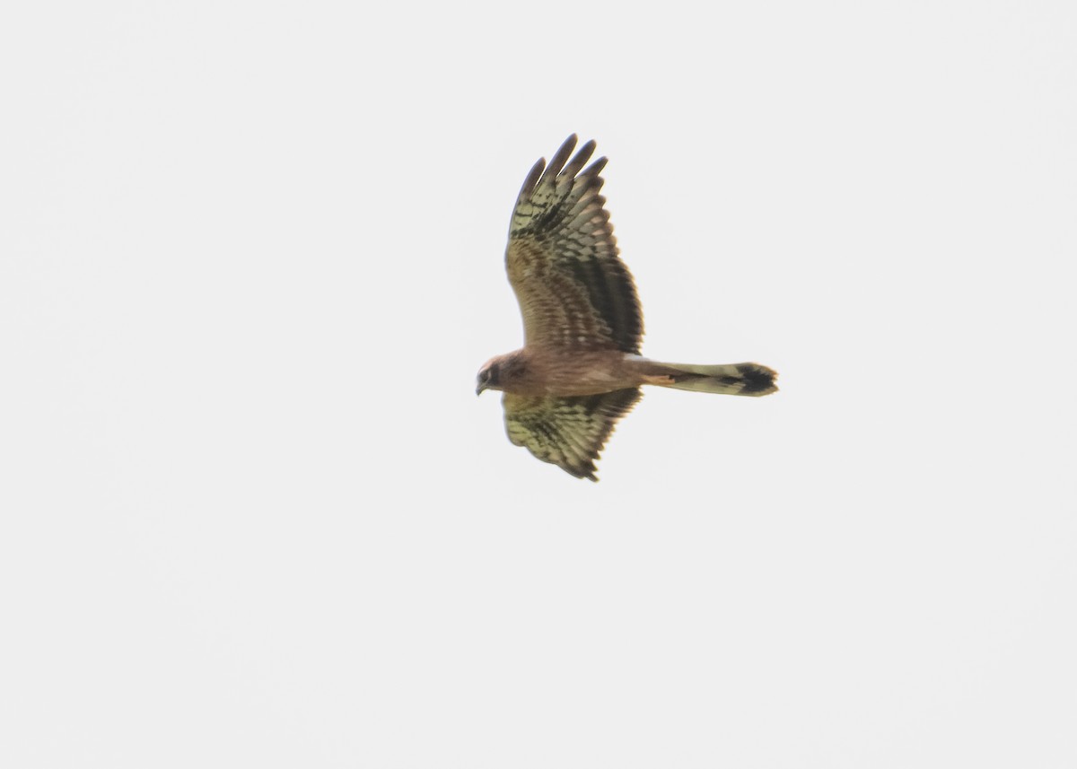 Montagu's Harrier - ML624118138