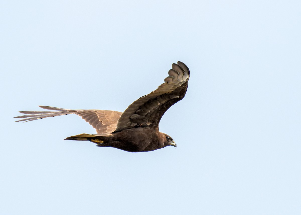 Western Marsh Harrier - ML624118149