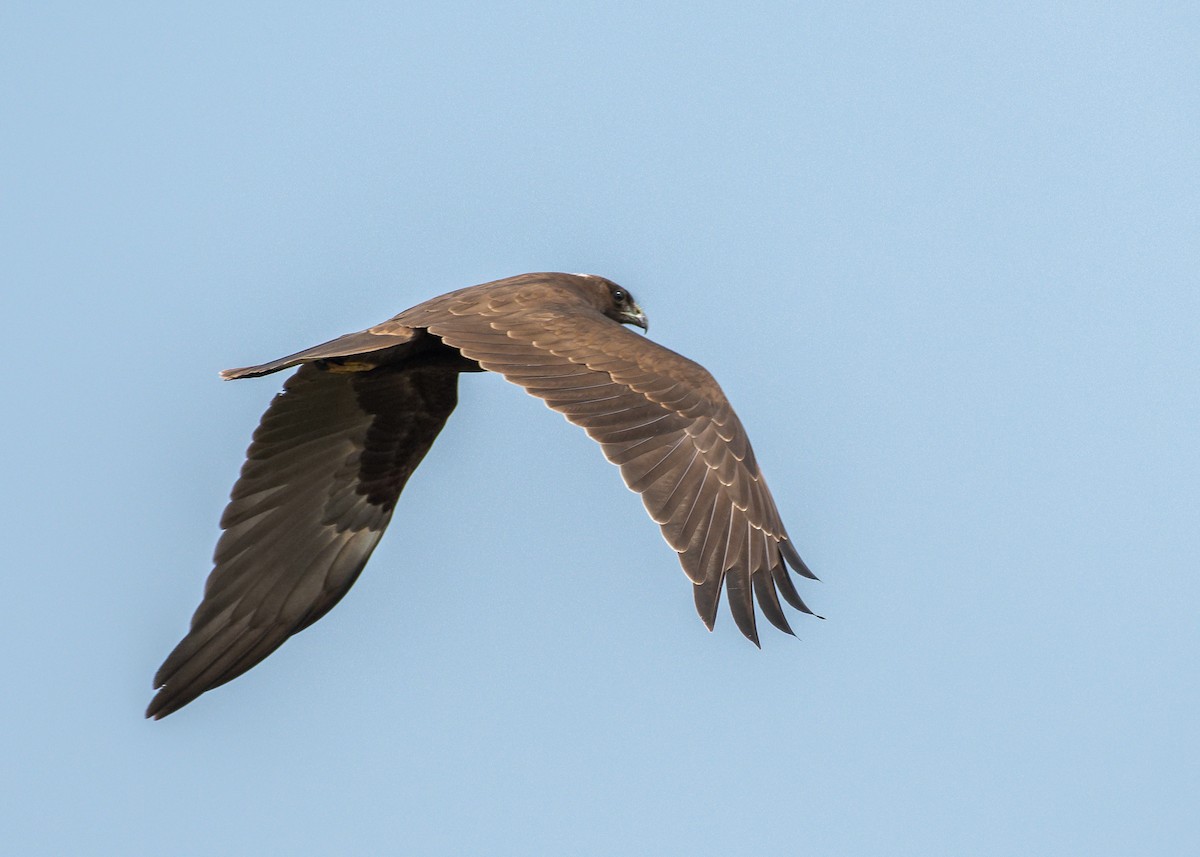 Western Marsh Harrier - ML624118150