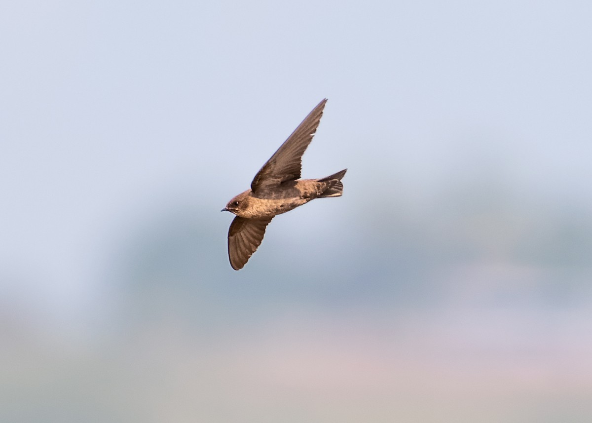 Dusky Crag-Martin - ML624118172