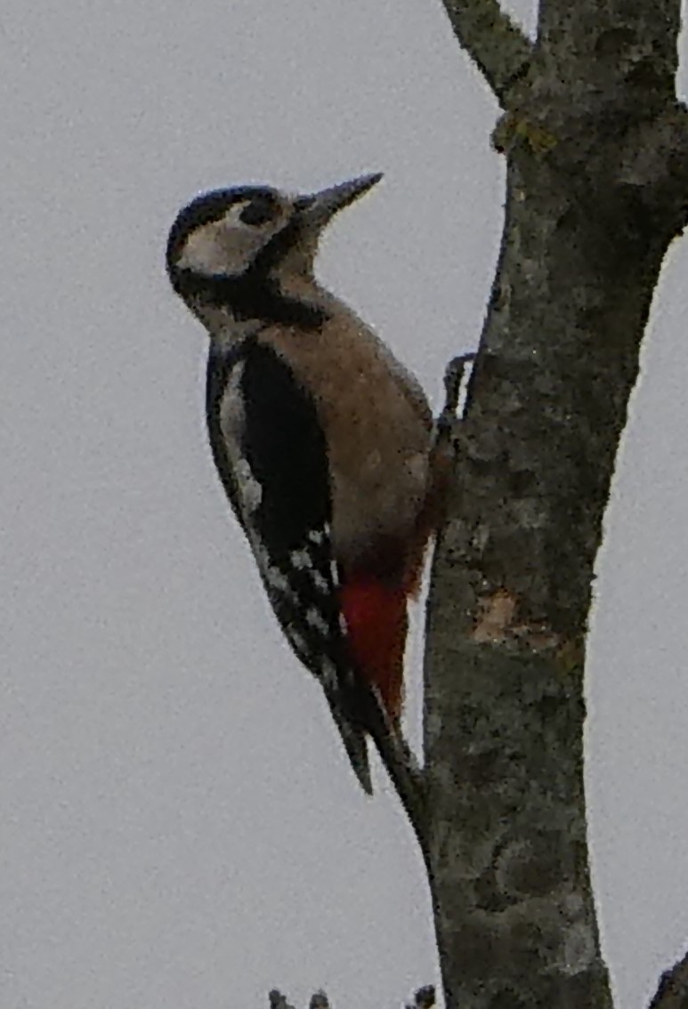 Great Spotted Woodpecker (Great Spotted) - ML624118179