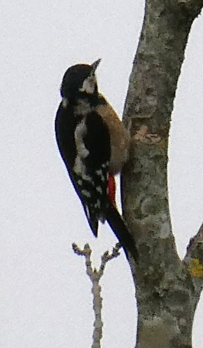 Great Spotted Woodpecker (Great Spotted) - ML624118181