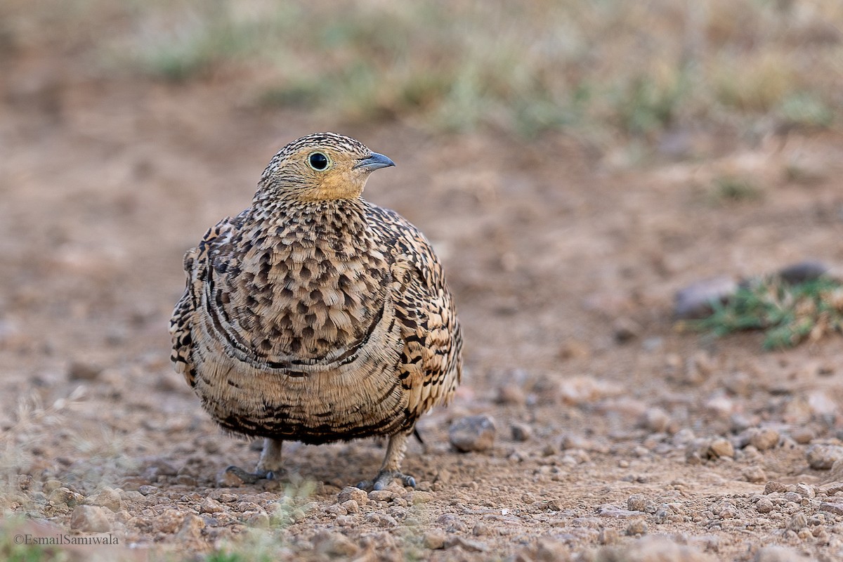 Chestnut-bellied Sandgrouse - ML624118205