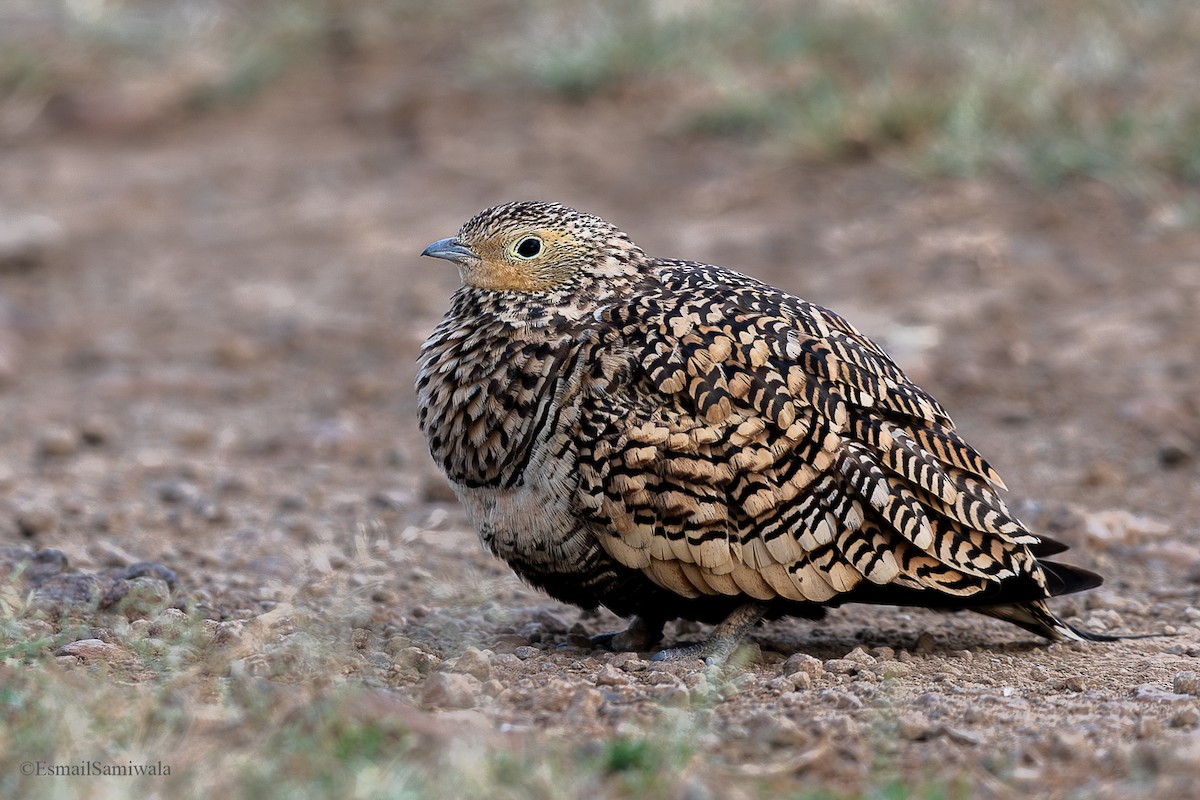 Chestnut-bellied Sandgrouse - ML624118206