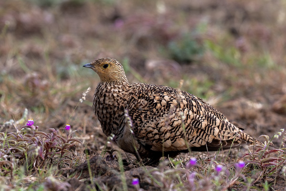 Chestnut-bellied Sandgrouse - ML624118207