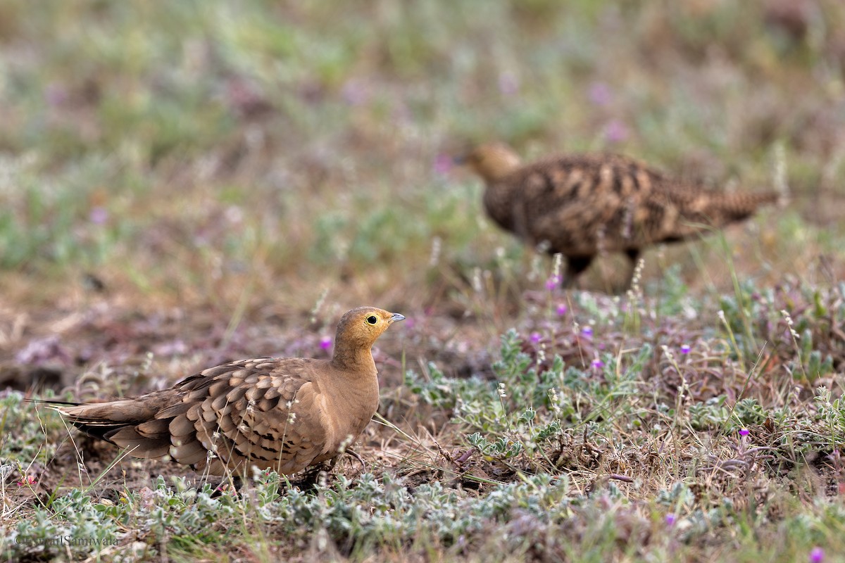 Chestnut-bellied Sandgrouse - ML624118208