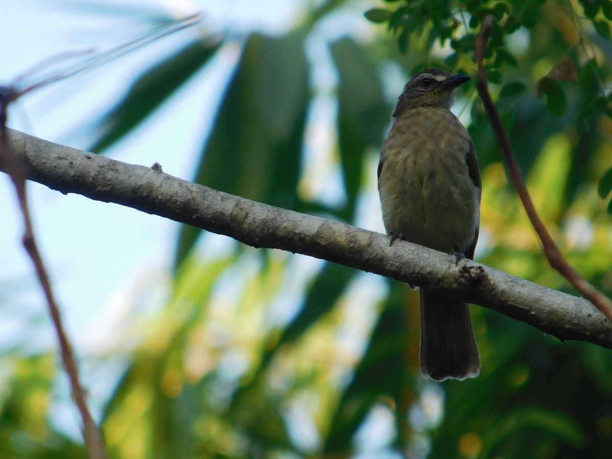 White-browed Bulbul - Chathura De Silva