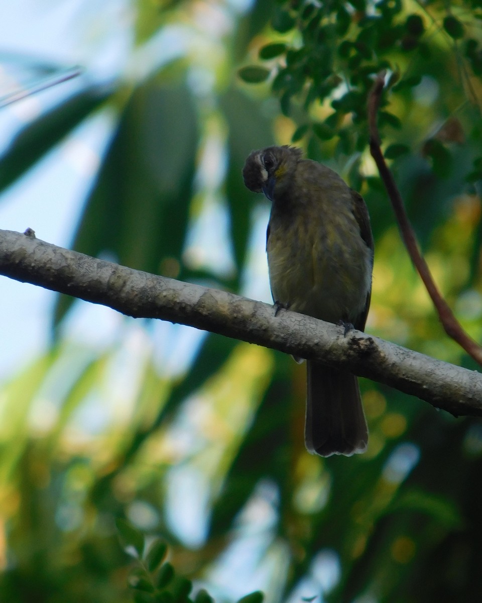 Bulbul à sourcils blancs - ML624118267