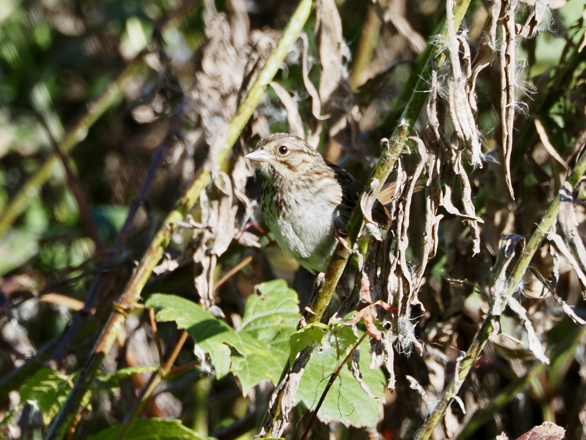 Song Sparrow - Thomas Boe