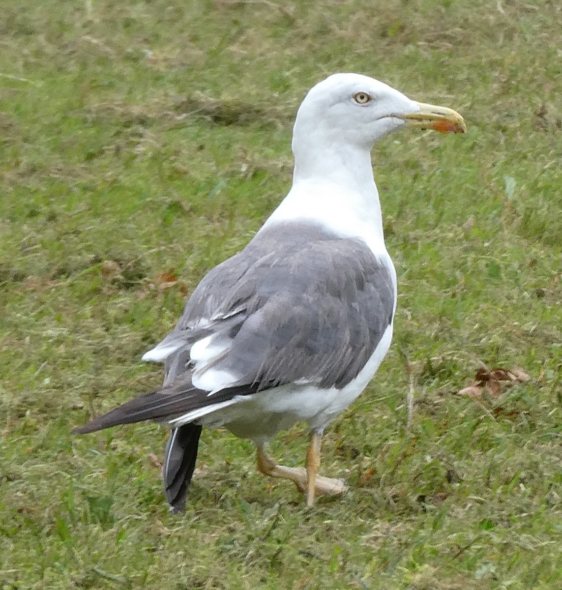 Goéland leucophée (michahellis) - ML624118294