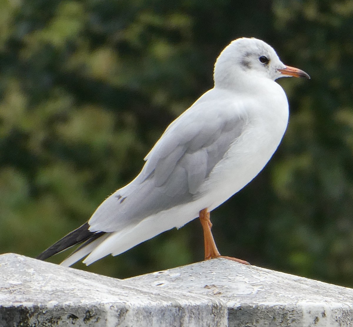 Mouette rieuse - ML624118299