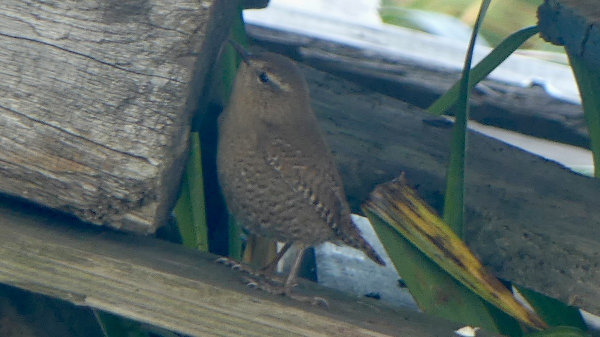 Pacific Wren - ML624118329