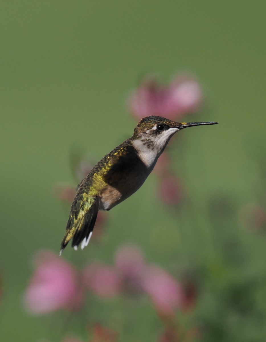 Ruby-throated Hummingbird - ML624118334