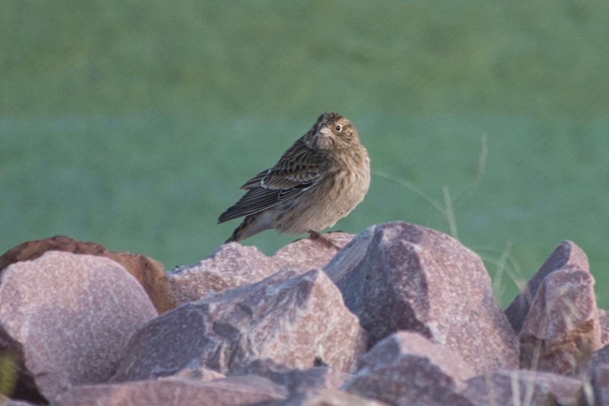 Smith's Longspur - Howard Towle