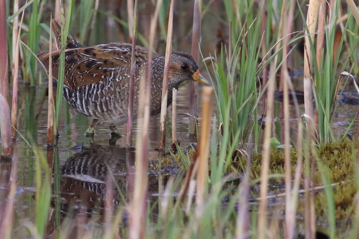 Spotted Crake - ML624118417