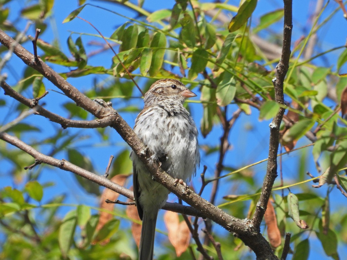 Chipping Sparrow - ML624118424