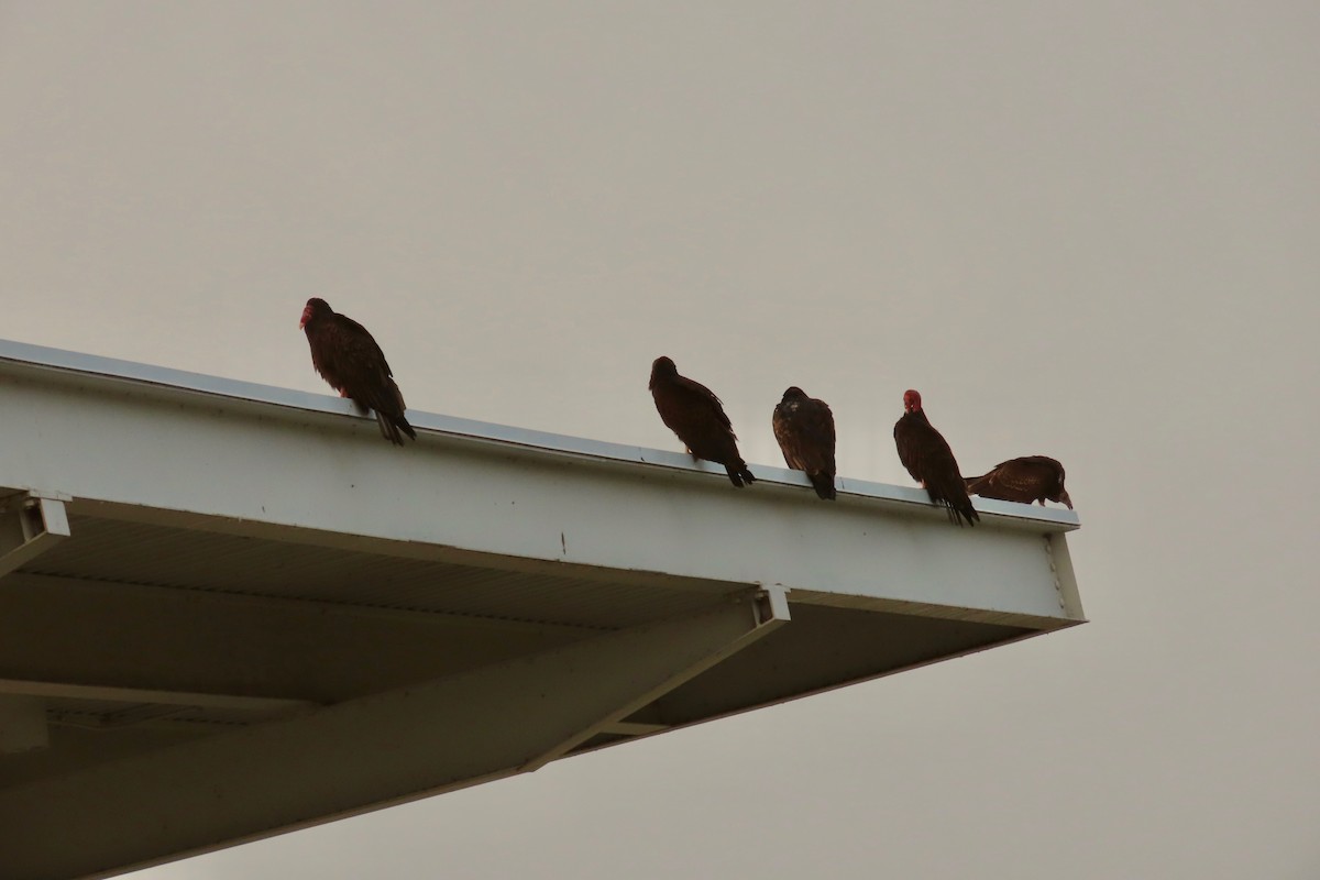 Turkey Vulture - ML624118453