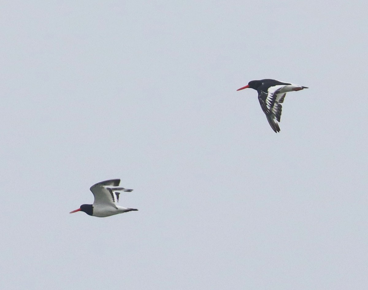 Eurasian Oystercatcher - Bart Westgeest