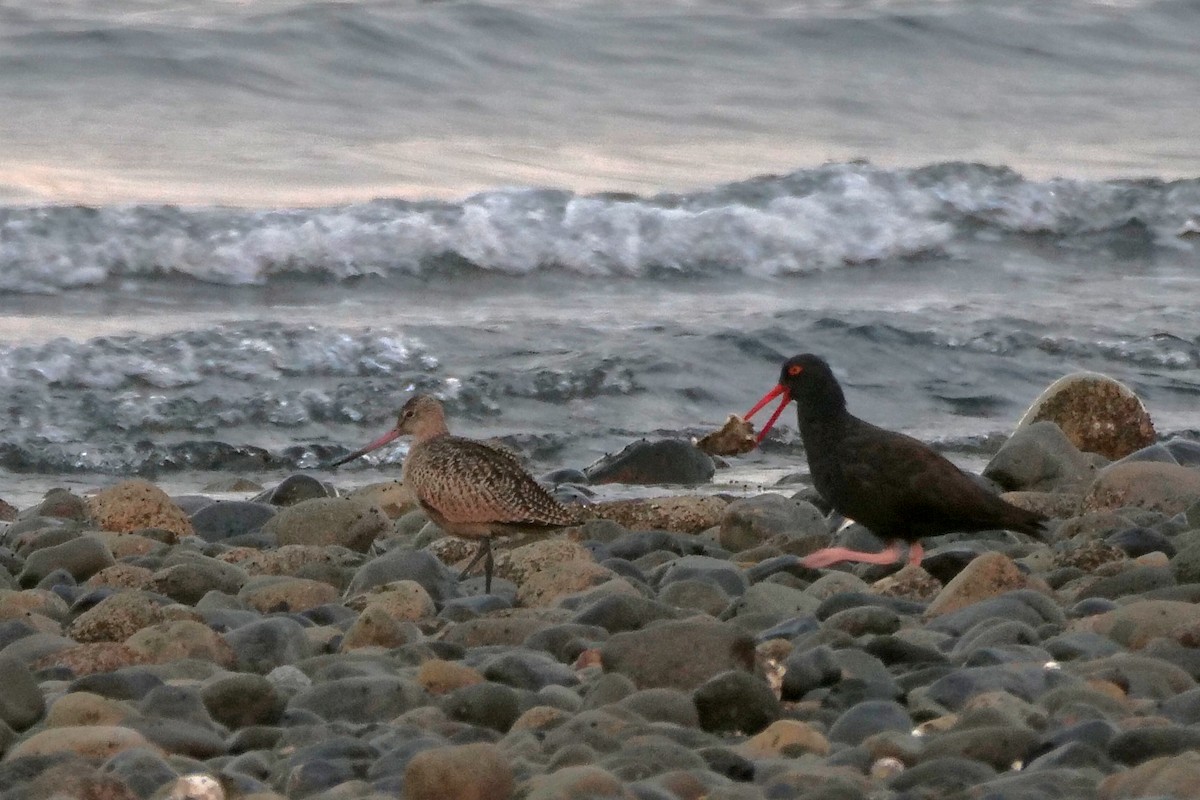 Marbled Godwit - Mark Wynja