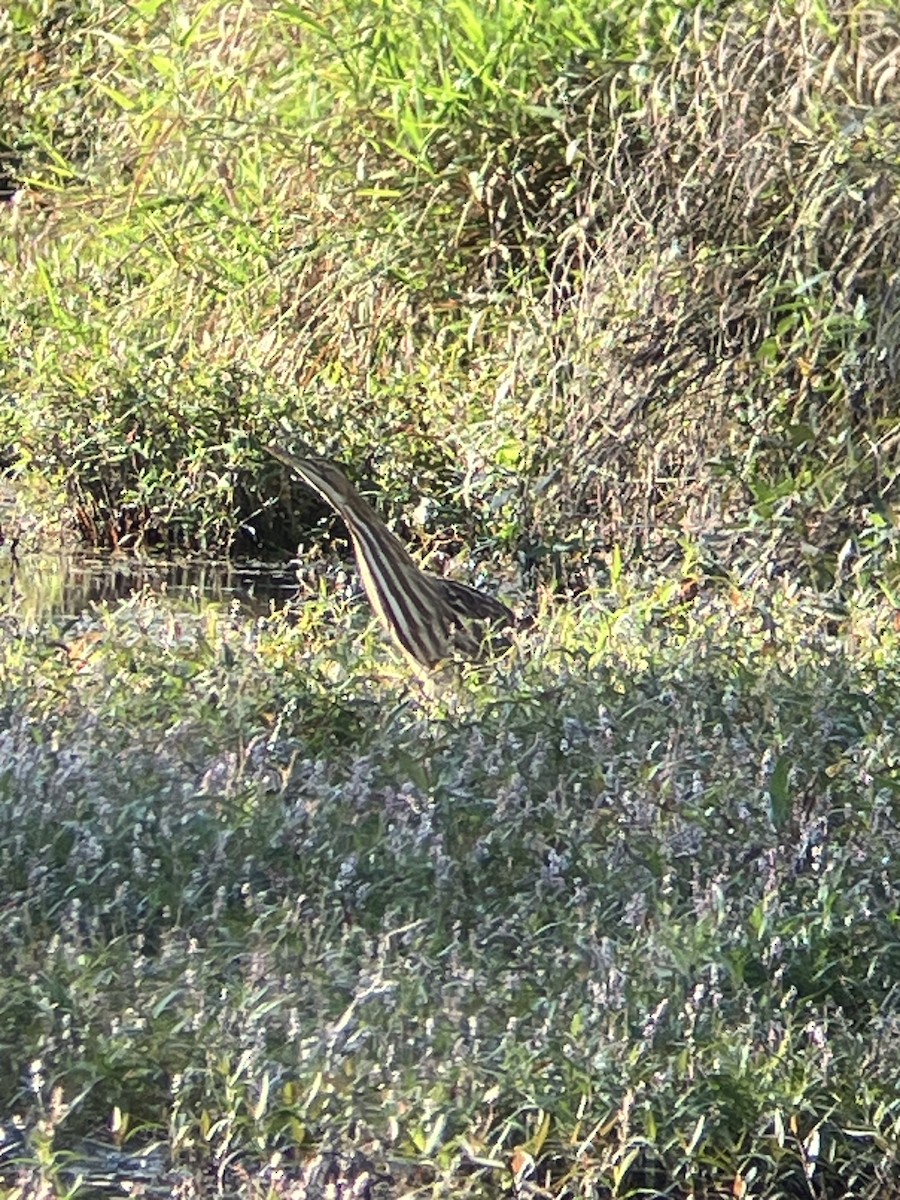 American Bittern - ML624118537